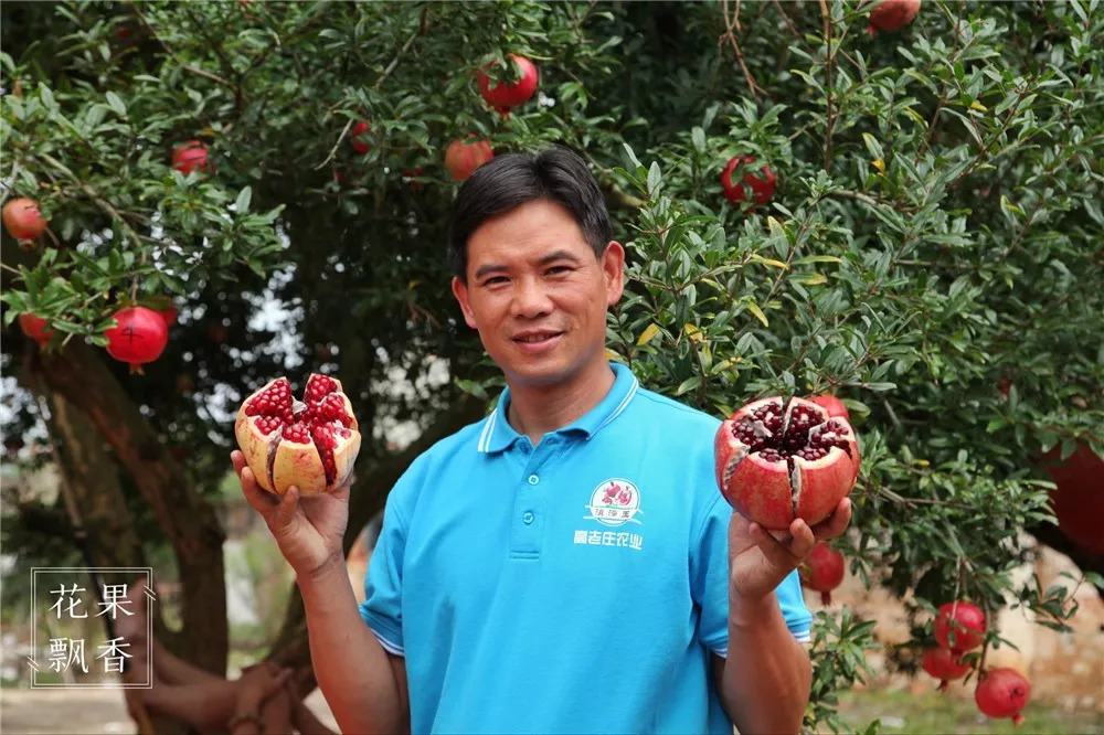 石榴界的网红软籽石榴,今日水果软籽石榴