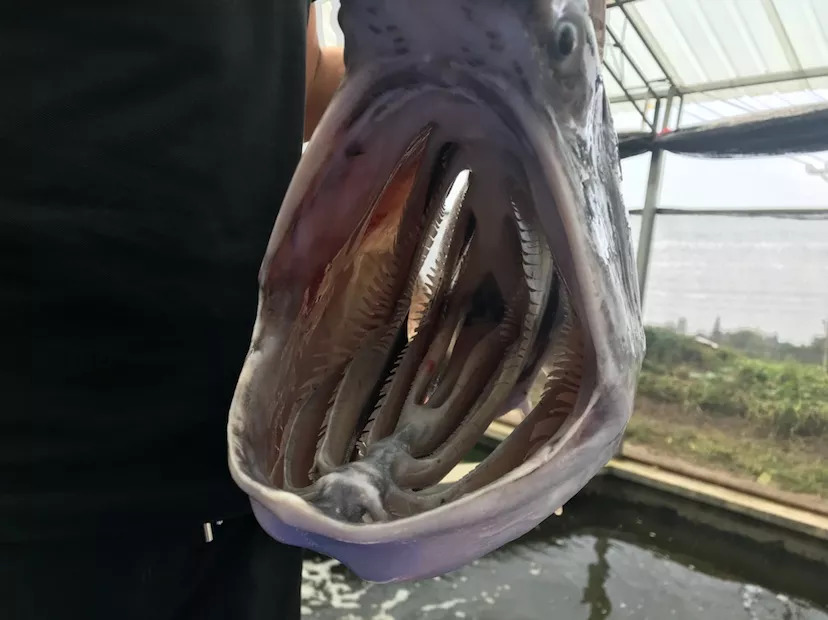 鸭嘴鱼广东有吗,苏州有活的鸭嘴鱼吗