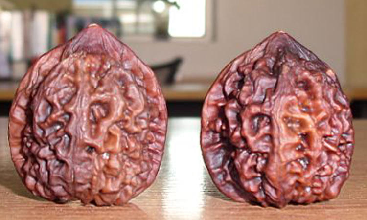 赢得了赌局却输了自来也,赢得了胜利却输给了别人