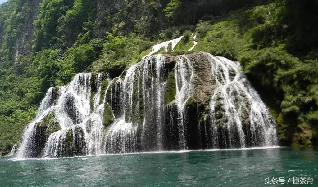 张家界神仙茶,张家界神茶