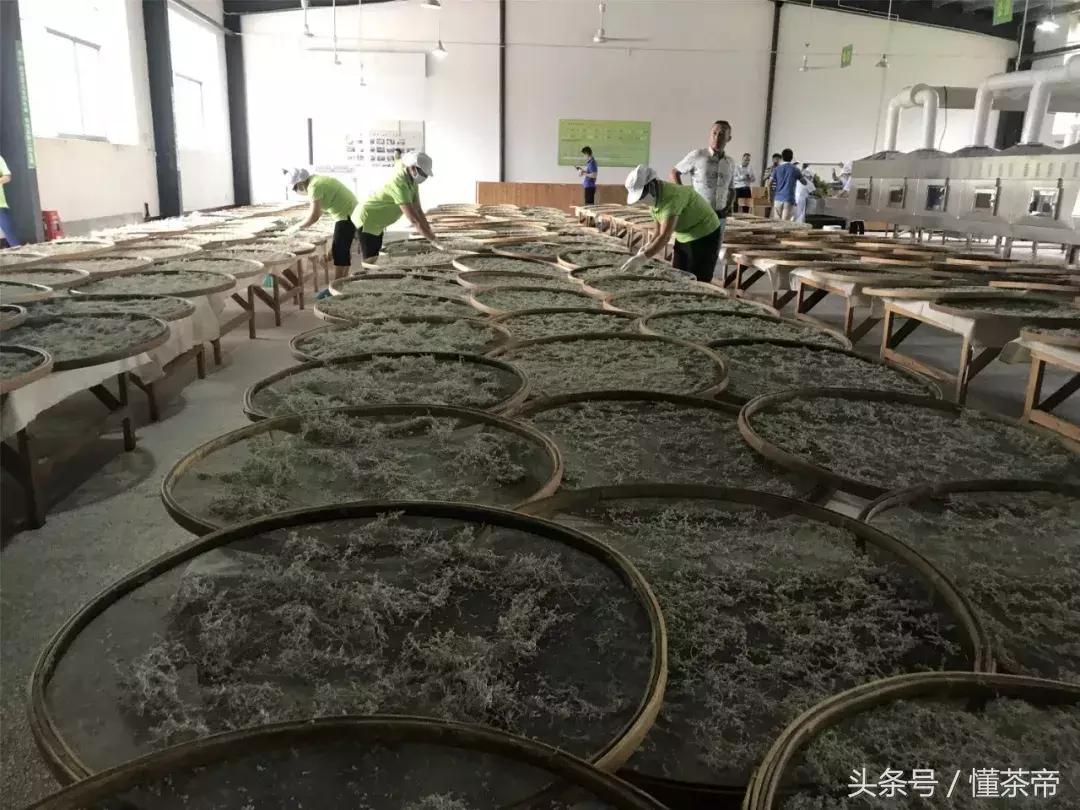 张家界神茶是什么茶,张家界神茶哪里最好