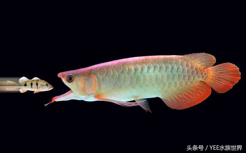 鱼缸里的”君子”排行，有遗憾，不完美