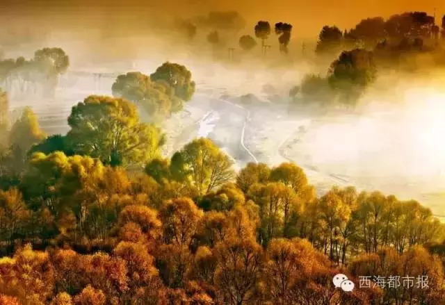 青海十大怪事完整视频,青海十大怪树