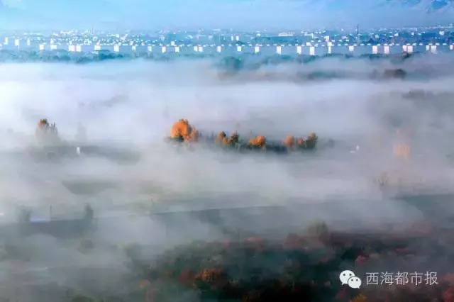 青海十大怪事完整视频,青海十大怪树