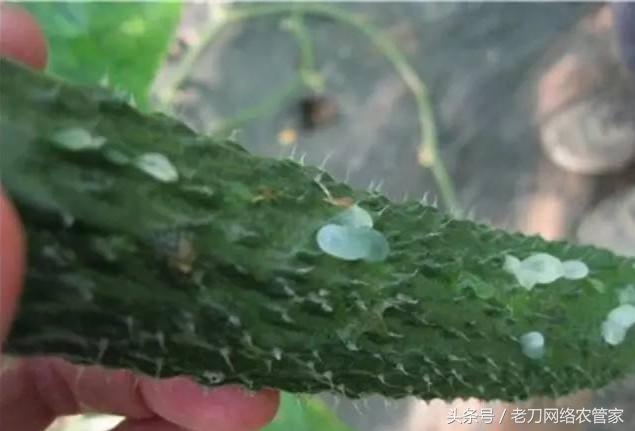 黄瓜表面黄色小泡,黄瓜上面有白色小点点是什么东西