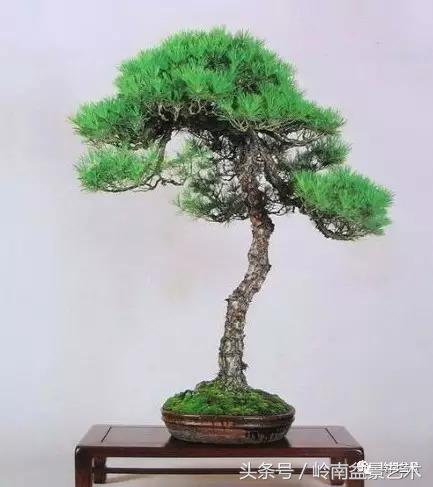 云中松——仰观天宇，俯察尘寰