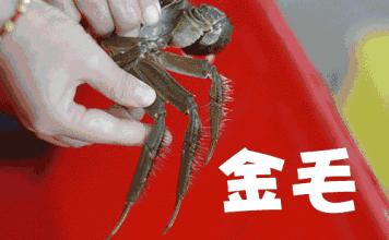 「团购」中秋送礼必备！价格低质量好的阳澄湖大闸蟹要去哪里买呢？这只来自阳澄湖的鲜活大闸蟹肥美爆膏正当时，错过等一年！