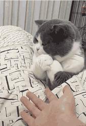 「蜀黍周趣闻」爆笑！收到2米多高代购清单的男子代购回来啦！