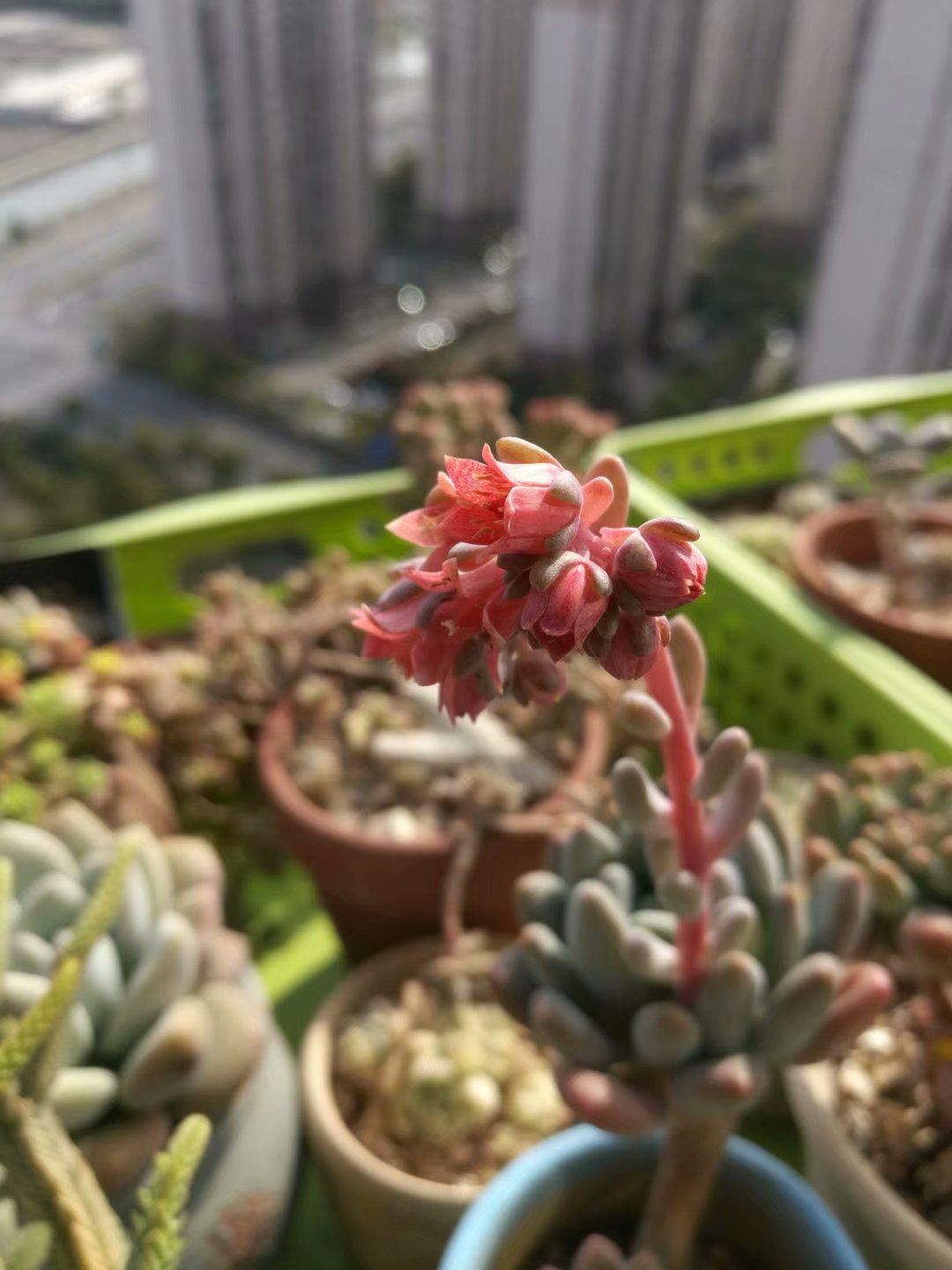 养肉注意事项及养殖方法,蚧壳虫最好的解决方法