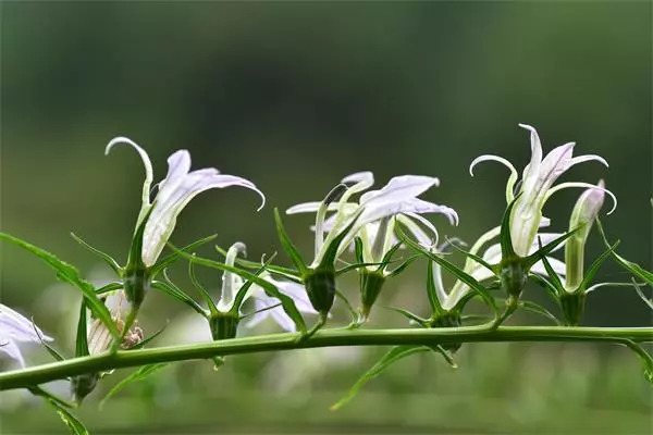 植物调查心得体会,考察植物种类实践活动心得体会
