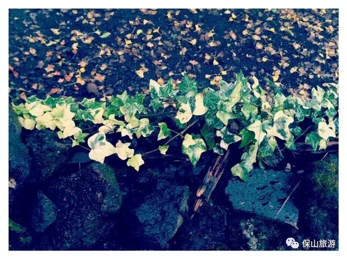 银杏村是个什么样的村落？它的美可以让人摒弃浮躁忘却烦恼