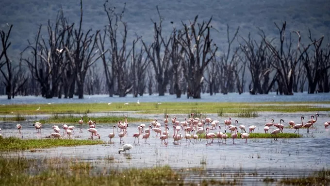 最恐怖的拍摄经历｜我在非洲被长颈鹿强吻了……