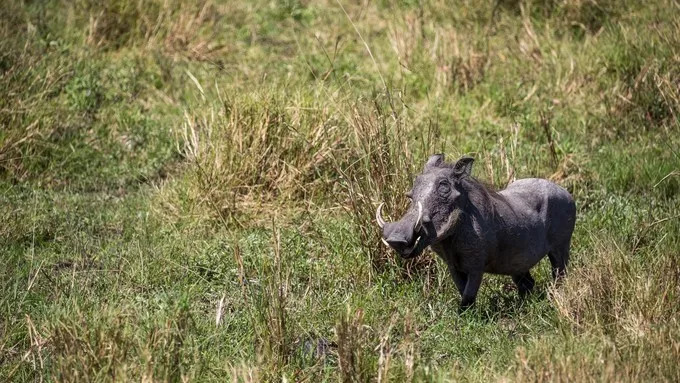 最恐怖的拍摄经历｜我在非洲被长颈鹿强吻了……