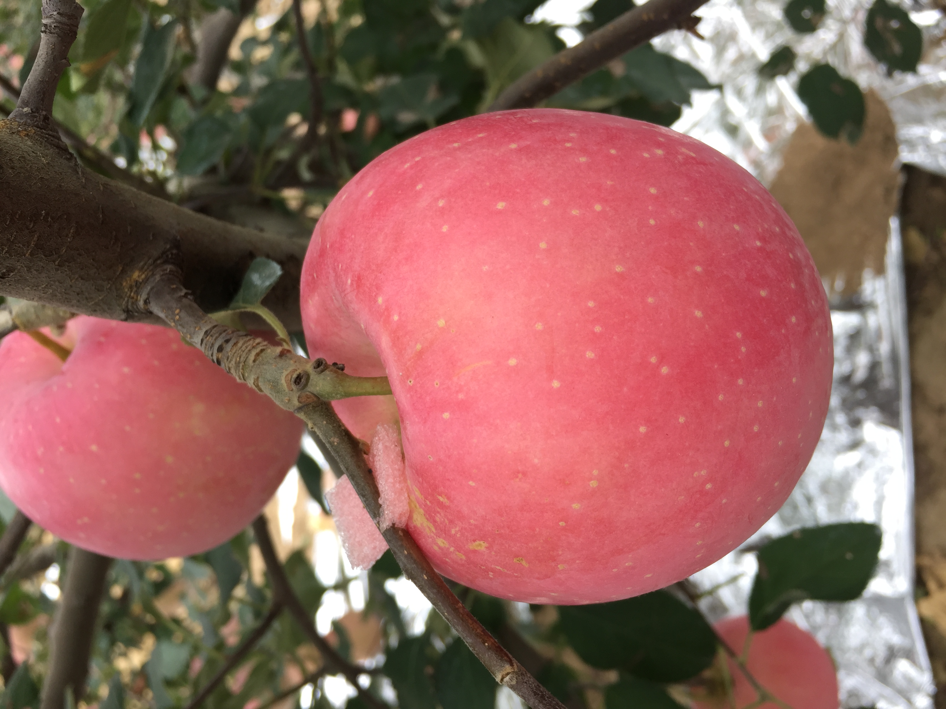 正宗烟台红富士是什么样的,怎么买到正宗的烟台红富士