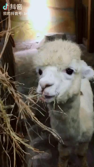 重庆小熊猫互动的动物园,重庆动物园有小熊猫