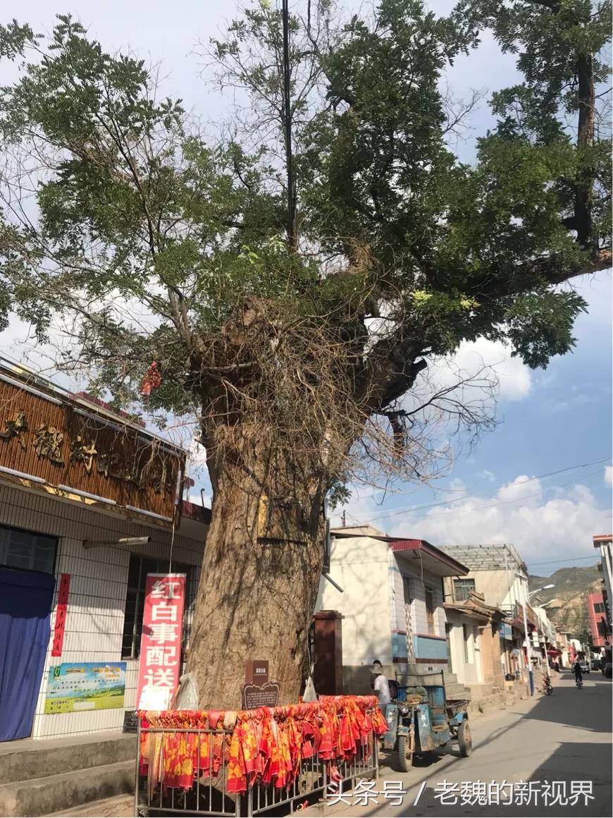 游子归乡记完整视频,游子归乡记