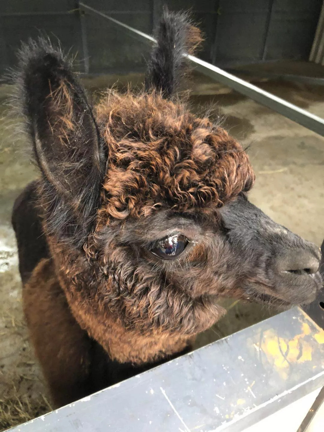 羊驼开门视频,羊驼出门迎接主人