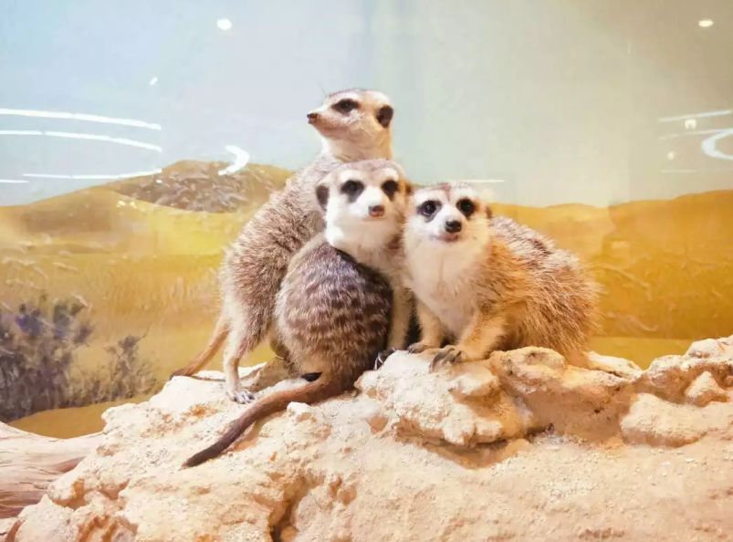 羊驼开门视频,羊驼出门迎接主人