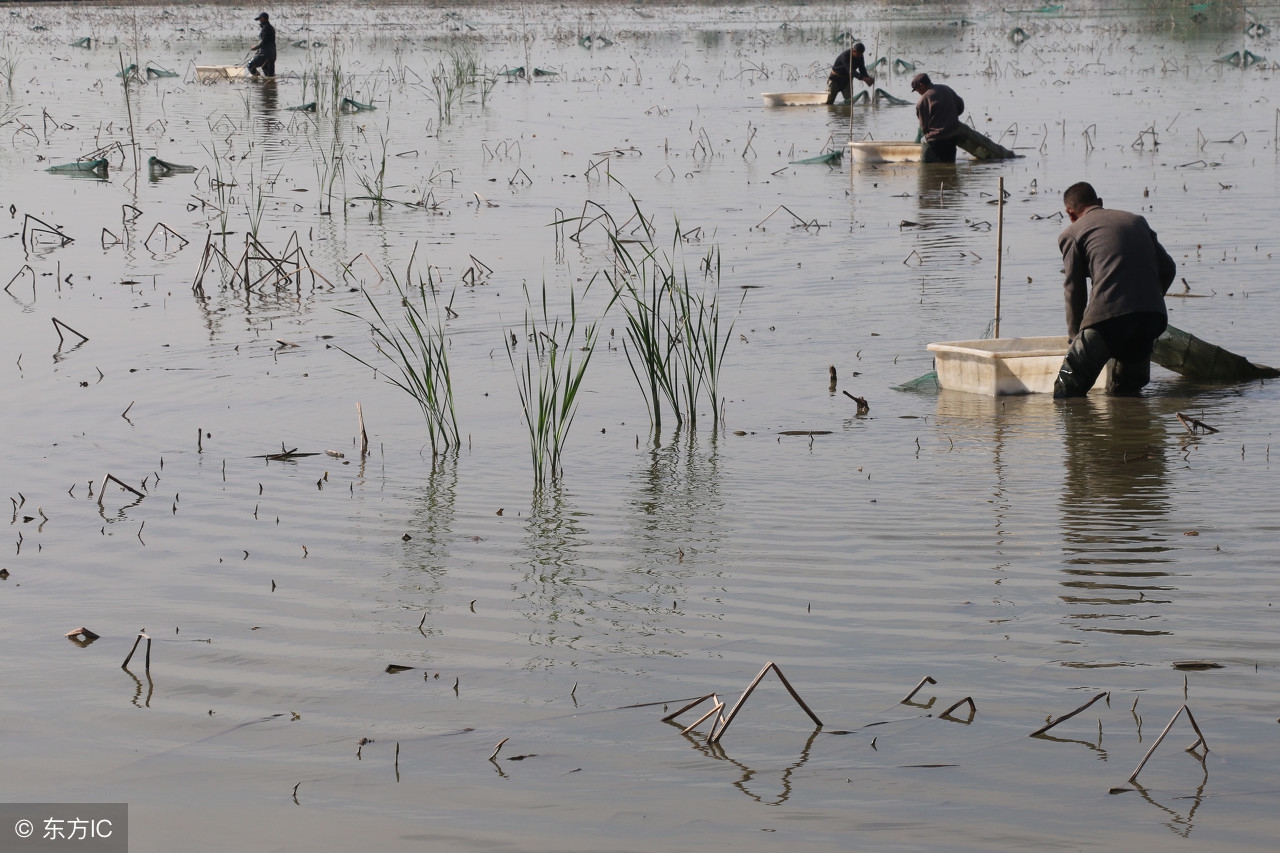 小龙虾养殖投资与收益,小龙虾的养殖创富路