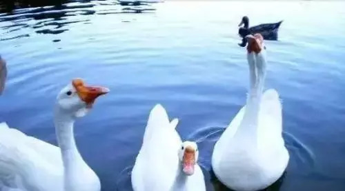 养鹅的好处和投资价值,养鹅加盟是真是假