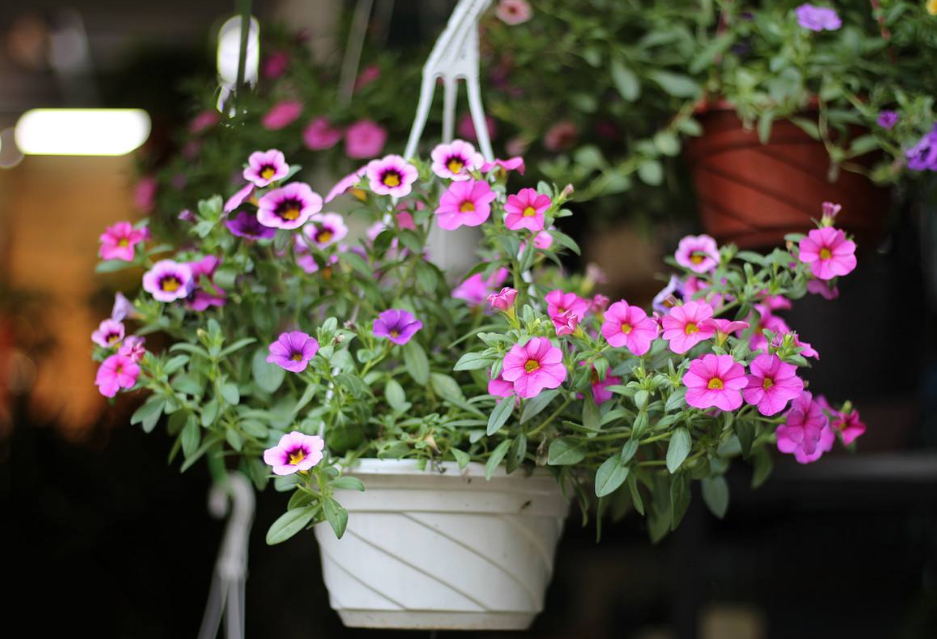 油烟机废油养花的正确方法,油烟机里的废油怎么给花当肥料