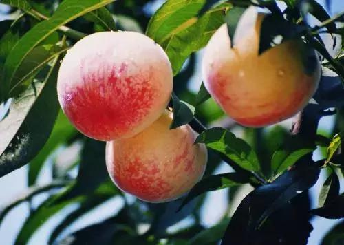 山东成功挺进全国八强,山东省挺进八强