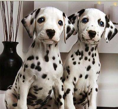 斑点狗会是非常出色的伴侣犬,斑点狗是不是就是大麦町犬