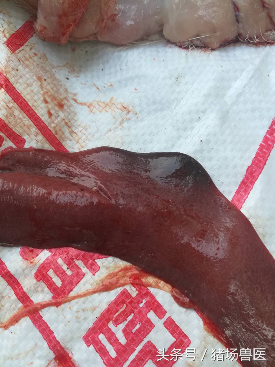 猪场如何辨别病猪,猪场猪病判断