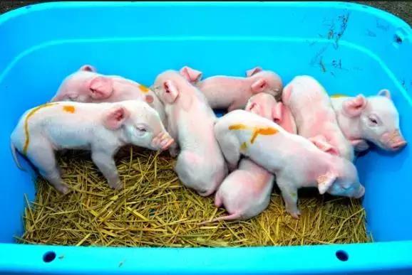 战争狂热之谜,战争和恋爱