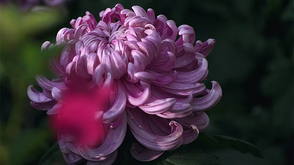 秋日赏菊30张菊花图美到心醉,美到令人心醉的菊花图片