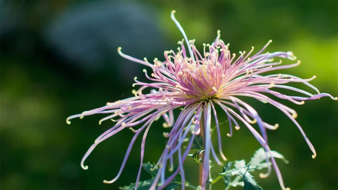 秋日赏菊30张菊花图美到心醉,美到令人心醉的菊花图片