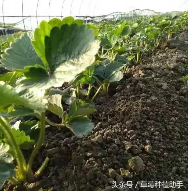 草莓苗种植的全程步骤详解,草莓苗种植方法谁都不知道