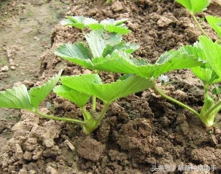草莓苗种植的全程步骤详解,草莓苗种植方法谁都不知道