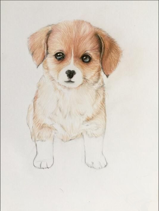 初学画简单小狗,画小狗儿童画涂色