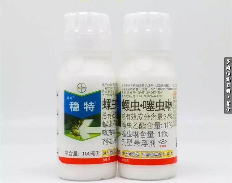 凉风至白露降寒蝉鸣下一句,夏天多肉小白虫消灭方法