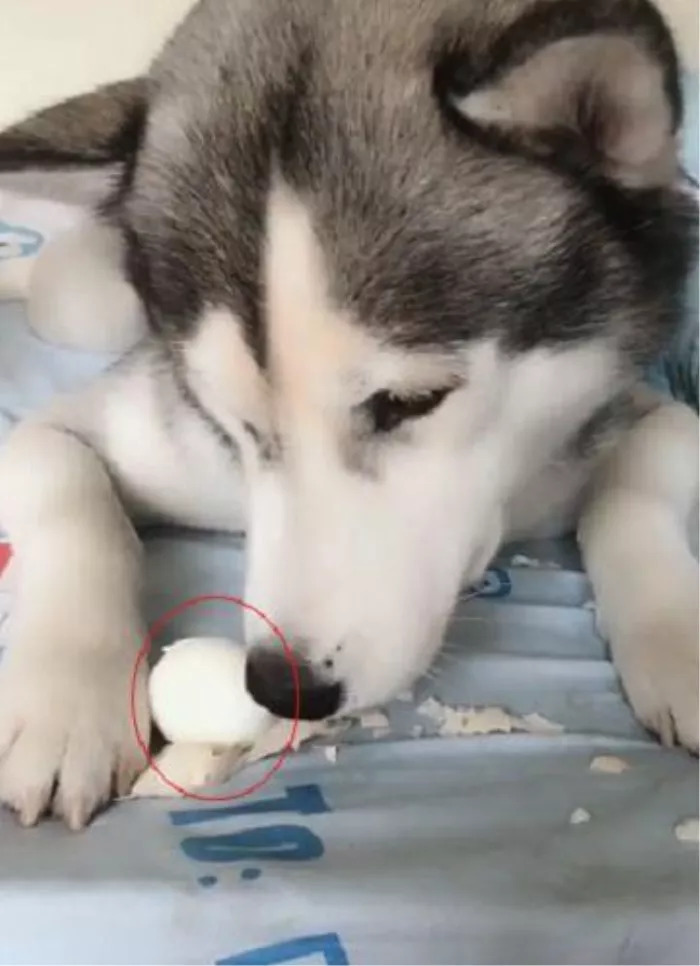 狗狗吃鸡蛋要怎么吃比较好,狗狗吃鸡蛋的讲究