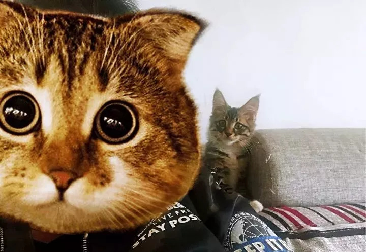 刚带回家的猫咪怎么跟其它猫隔离,刚带回来的猫咪比较凶怎么办