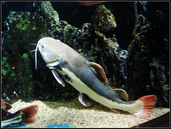 特别凶的宠物鱼,叫声像猫叫的鱼