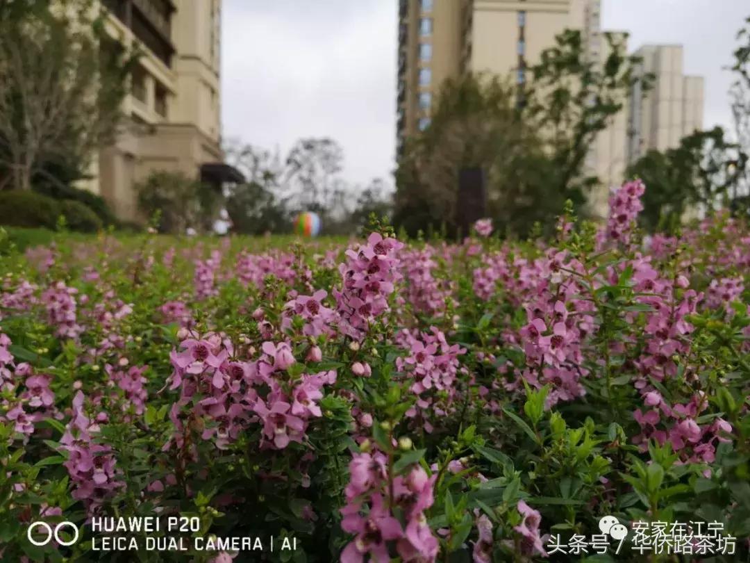 今天江宁神盘交付！实景曝光！二手房价破40000元/㎡！业主笑了……