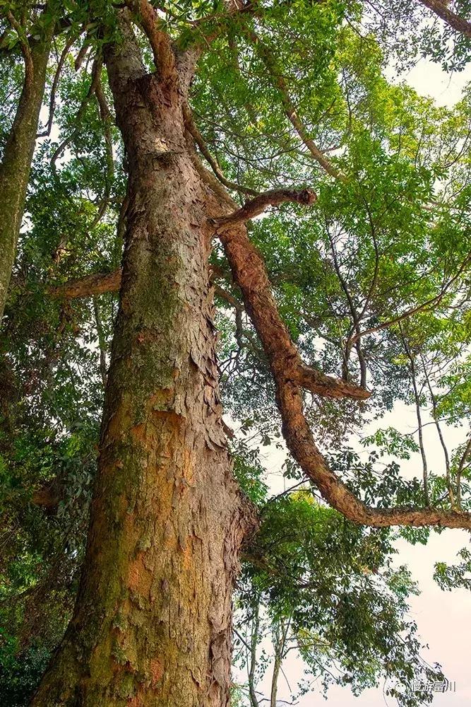 富川山清水秀,富川有树林的地方