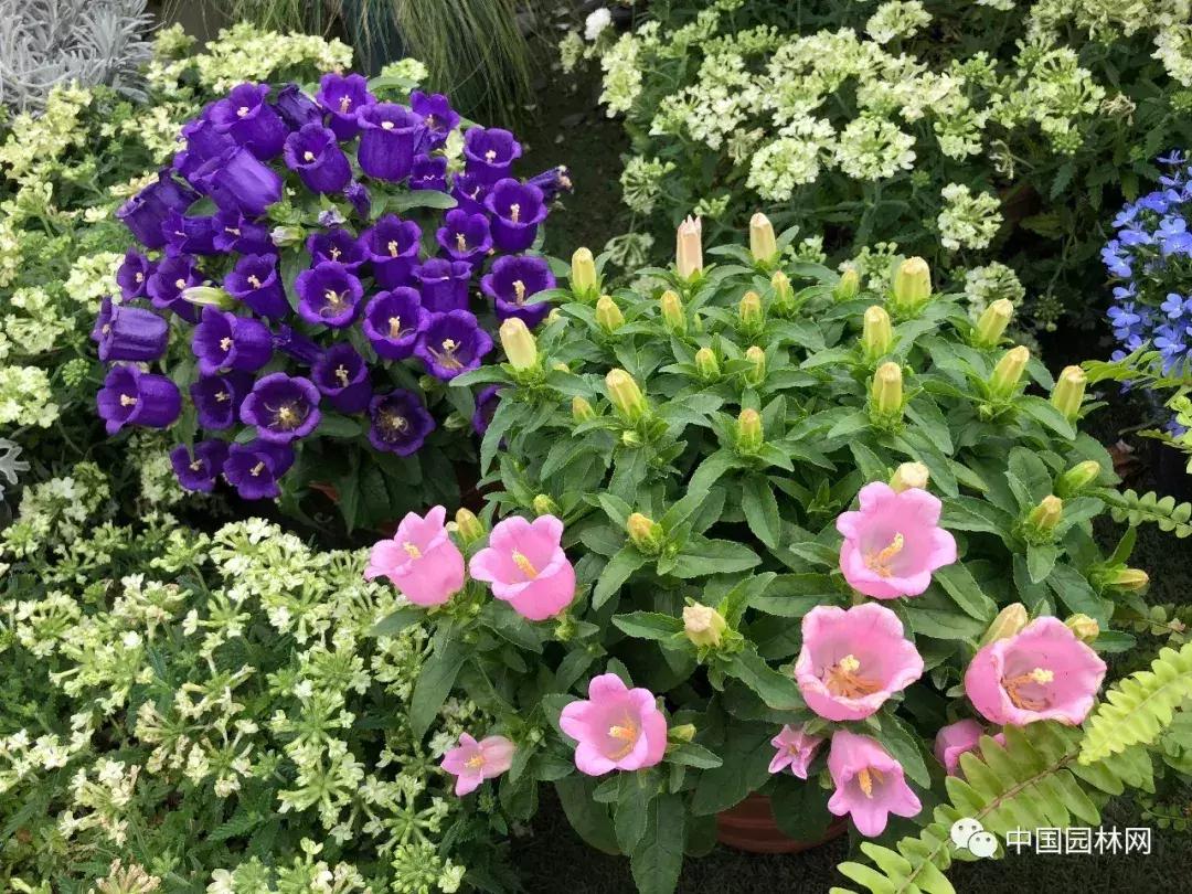 风铃草欣赏,风铃草的生长特点
