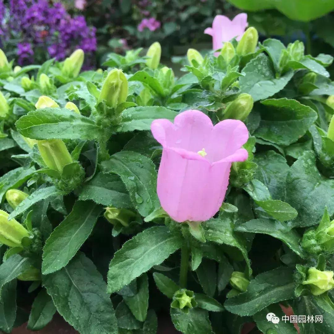 风铃草欣赏,风铃草的生长特点