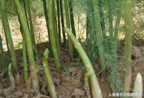 芦笋一年能采摘多少次,芦笋真的是一年四季采摘的吗