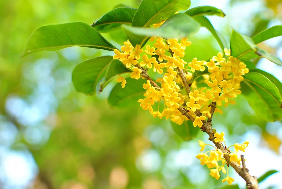 南京发布最新放假通知 (南京官方最新通知放假)