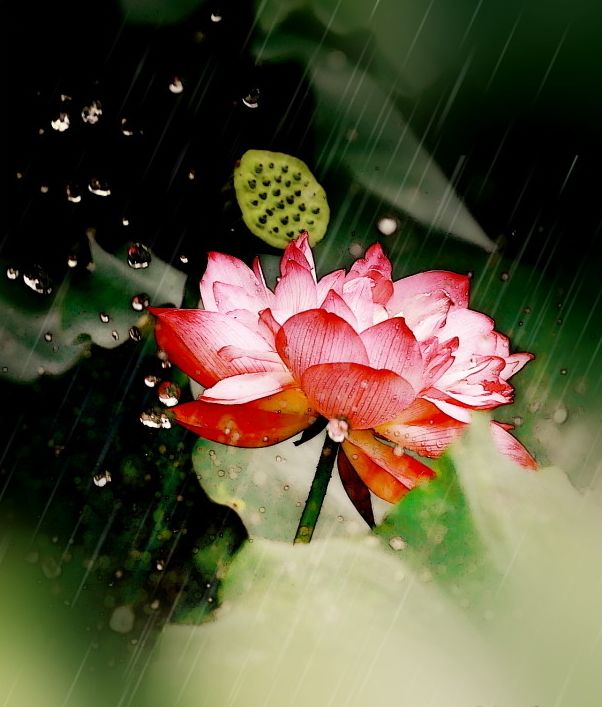 「诗词原创」黄小波|一蝉独响高枝远引我诗情意未央