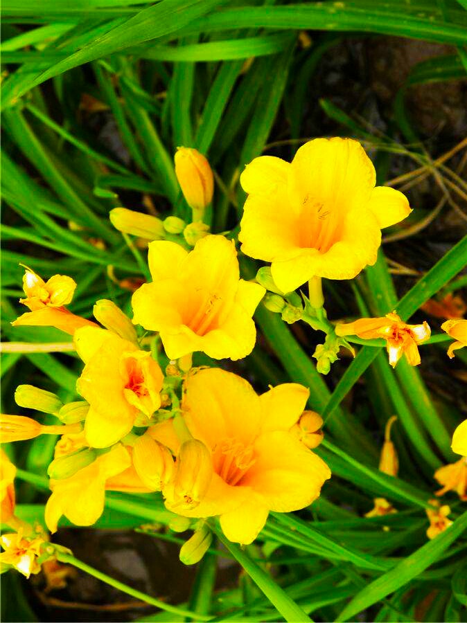 金娃娃萱草能吃吗,金娃娃萱草几月开花