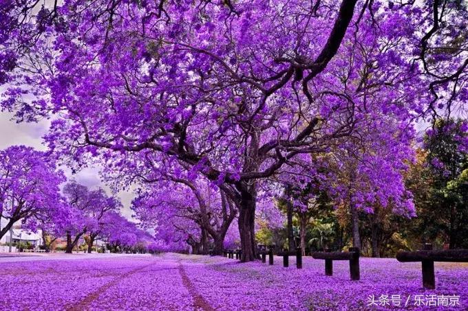 73个免签落地签国家和地区 (南京免签落地签)