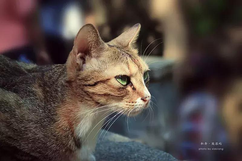 厦门鼓浪屿旅行全攻略手册，记得收藏