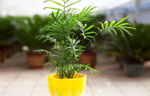 水培袖珍椰子叶尖发黄,袖珍椰子发黄怎么办