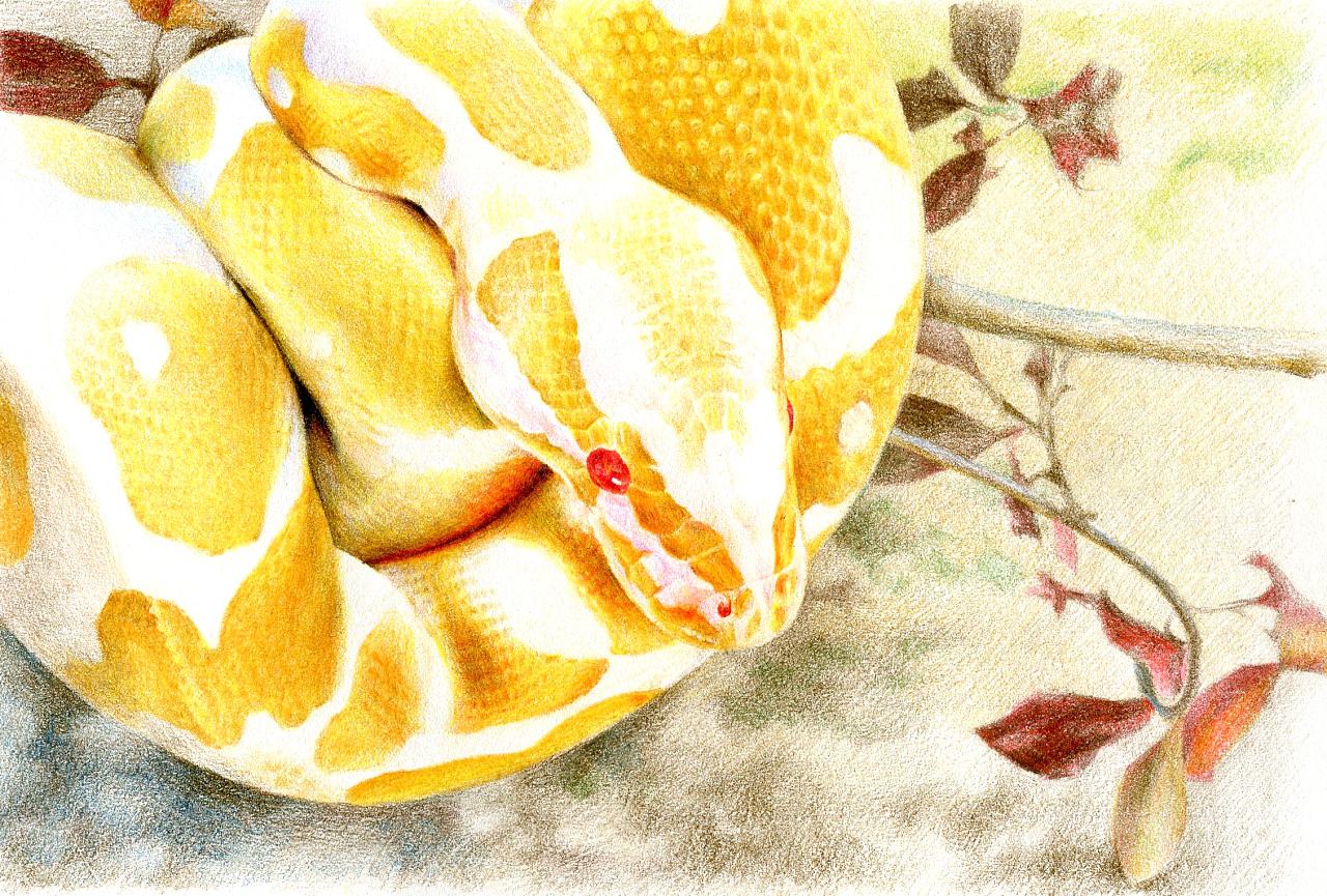 世界上最美丽的10种蛇,世界上最好看的蛇十大排名